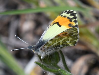 Julia's Orangetip: Anthocharis julia