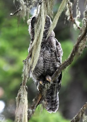 Great Gray Owl