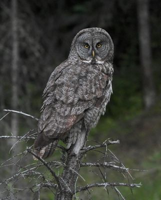 Owl, Great Gray
