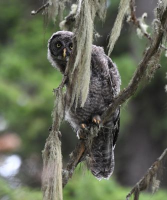 Great Gray Owl