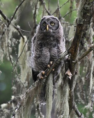 Great Gray Owl