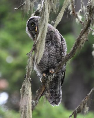 Great Gray Owl