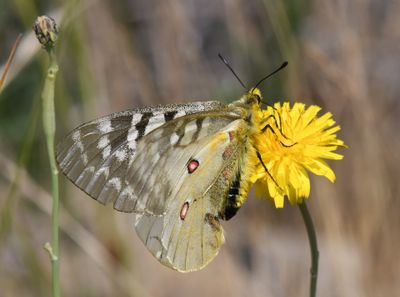 Clodius Parnassian: Parnassius clodius