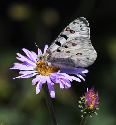 Mountain Parnassian: Parnassius smintheus