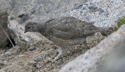 White-tailed Ptarmigan