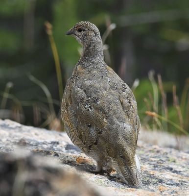 White-tailed Ptarmigan