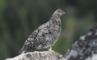 White-tailed Ptarmigan