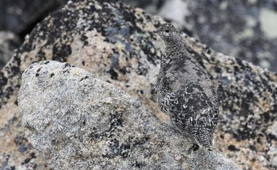 White-tailed Ptarmigan