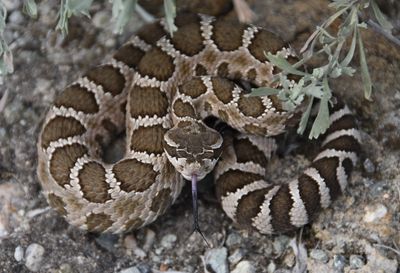 Northern Pacific Rattlesnake