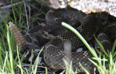 Northern Pacific Rattlesnake