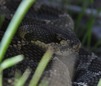 Northern Pacific Rattlesnake