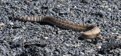 Northern Pacific Rattlesnake