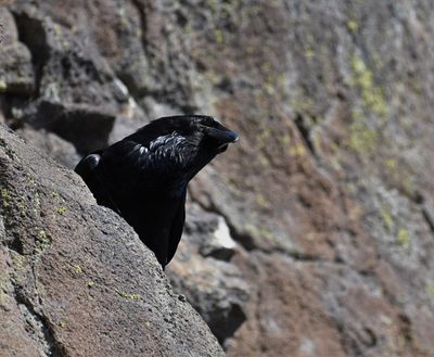 Raven, Common