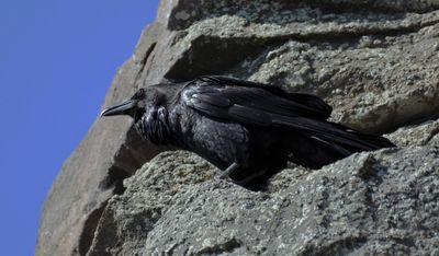 Common Raven