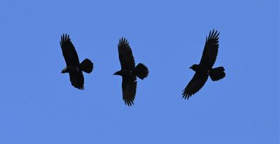 Raven, Common