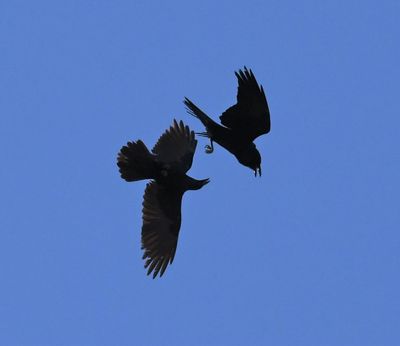 Common Raven