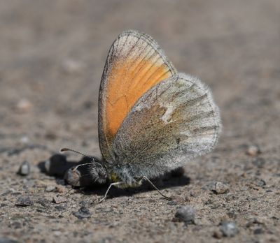 Ochre Ringlet: Coenonympha tullia