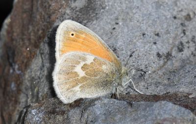 Ochre Ringlet: Coenonympha tullia