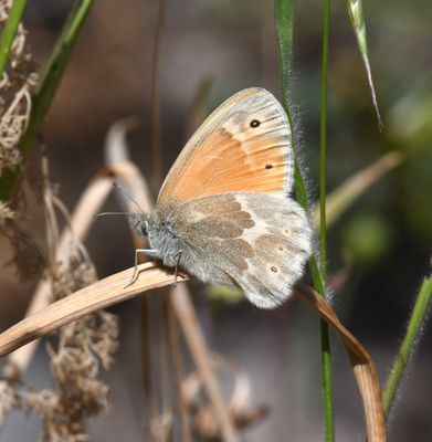 Ochre Ringlet: Coenonympha tullia