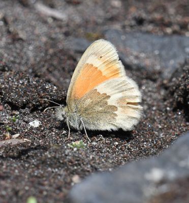 Ochre Ringlet: Coenonympha tullia