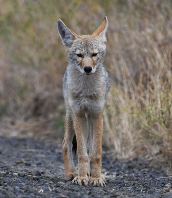 Coyote