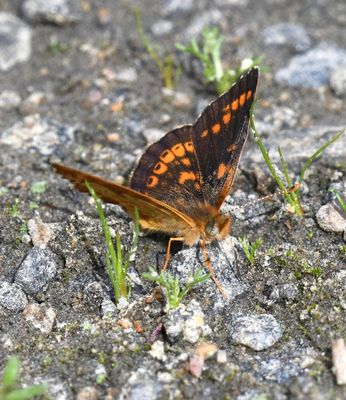 Field Crescent: Phyciodes pulchella