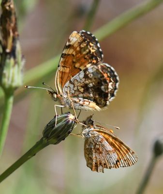 Field Crescent: Phyciodes pulchella with Mylitta Crescent: Phyciodes mylitta