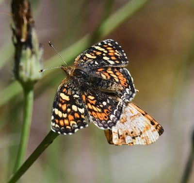 Field Crescent: Phyciodes pulchella with Mylitta Crescent: Phyciodes mylitta