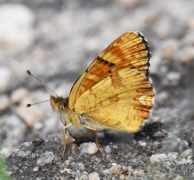 Field Crescent: Phyciodes pulchella