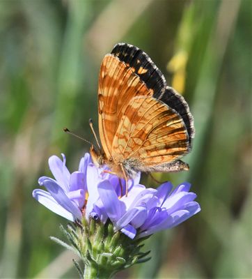 Field Crescent: Phyciodes pulchella