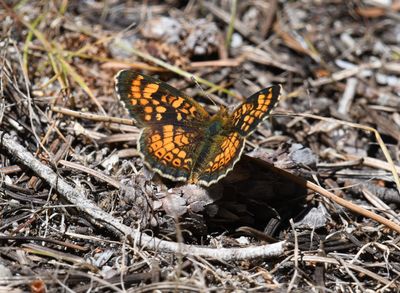 Field Crescent: Phyciodes pulchella