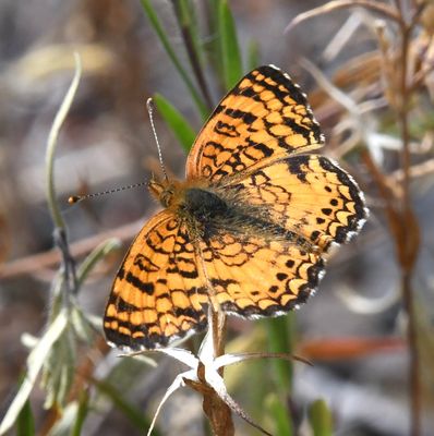 Mylitta Crescent: Phyciodes mylitta