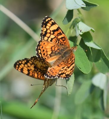 Mylitta Crescent: Phyciodes mylitta