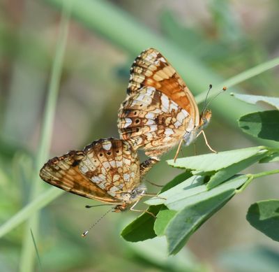 Mylitta Crescent: Phyciodes mylitta