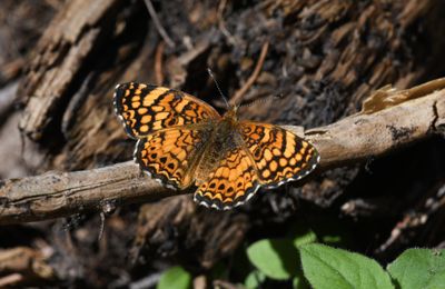 Mylitta Crescent: Phyciodes mylitta