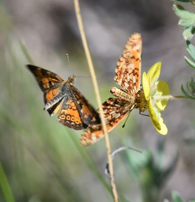 Northern Crescent: Phyciodes cocyta and Silver-bordered Fritillary: Boloria selene