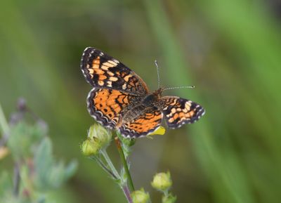 Northern Crescent: Phyciodes cocyta