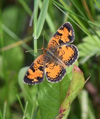 Northern Crescent: Phyciodes cocyta