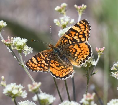 Pale Crescent: Phyciodes pallida