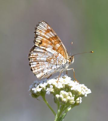 Pale Crescent: Phyciodes pallida