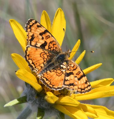 Pale Crescent: Phyciodes pallida