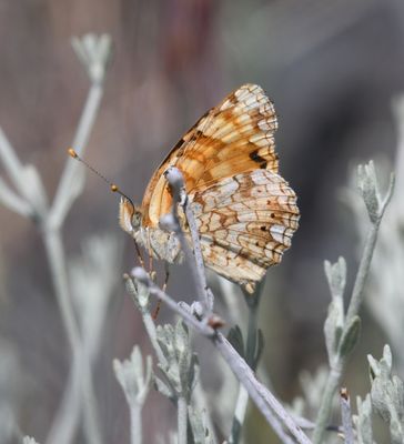 Pale Crescent: Phyciodes pallida