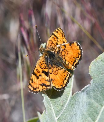 Pale Crescent: Phyciodes pallida
