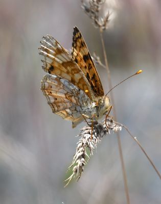 Pale Crescent: Phyciodes pallida