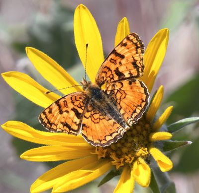 Pale Crescent: Phyciodes pallida
