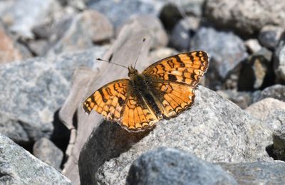 Pale Crescent: Phyciodes pallida