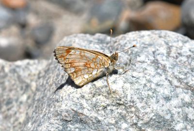 Pale Crescent: Phyciodes pallida