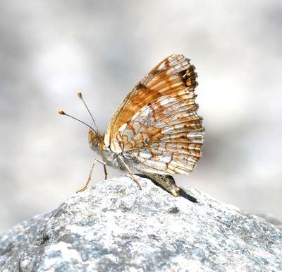 Pale Crescent: Phyciodes pallida