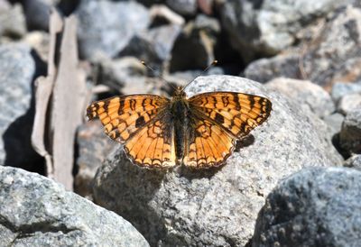 Pale Crescent: Phyciodes pallida