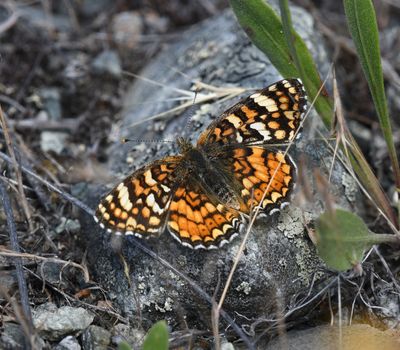 Pale Crescent: Phyciodes pallida